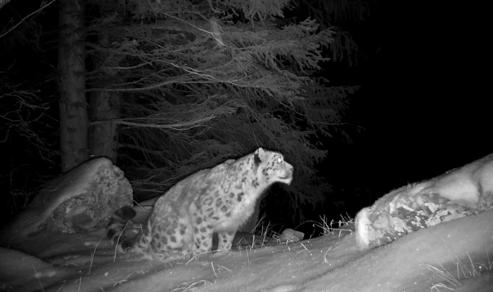 Снежный барс (Ирбис) - описание животного, где обитает, размер, вес, чем питается и Красная книга