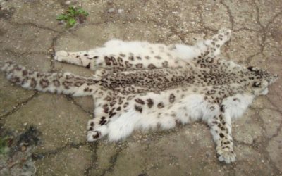 Снежный барс (Ирбис) - описание животного, где обитает, размер, вес, чем питается и Красная книга