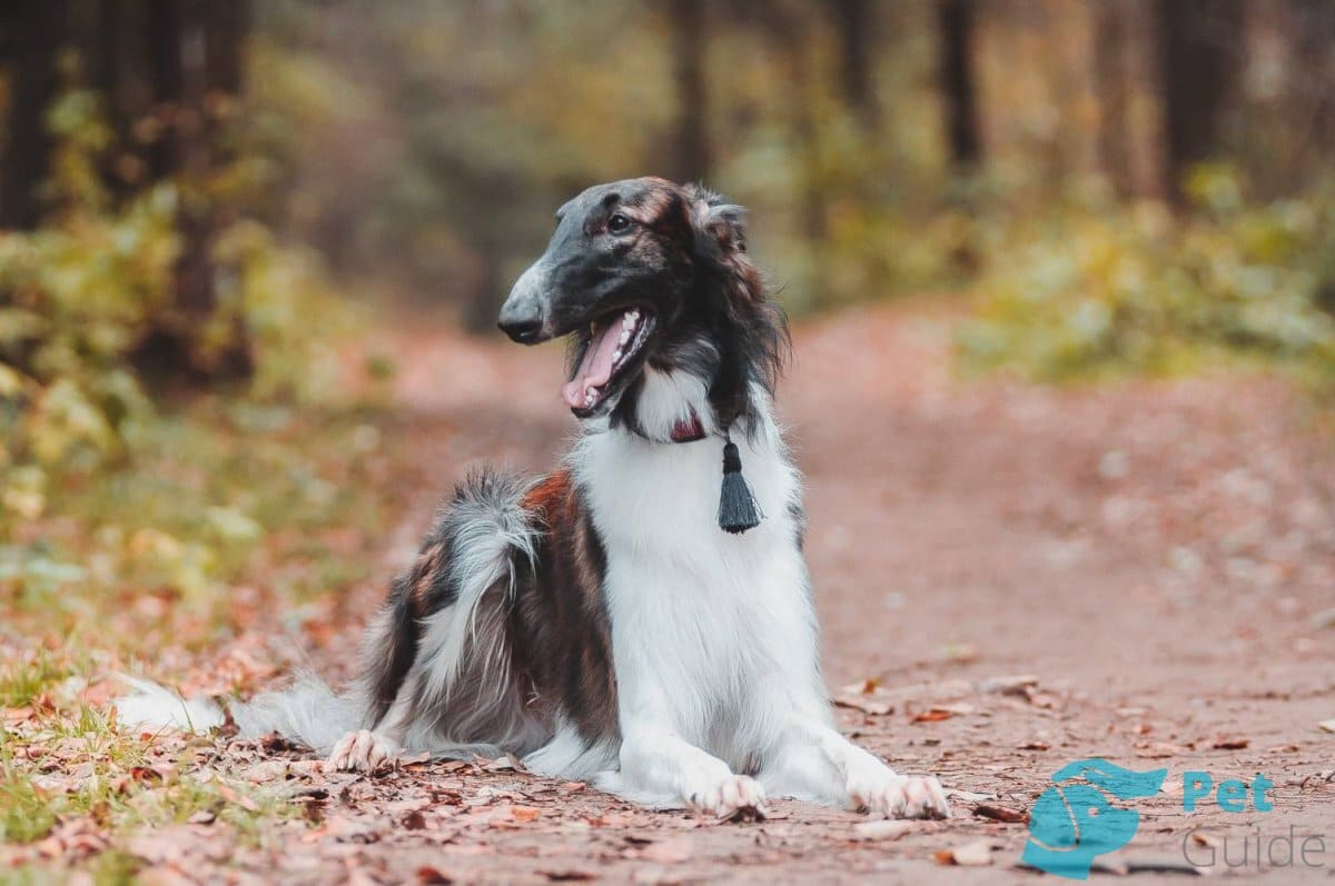 Чем кормить русскую собаку? Чем кормить русскую собаку?