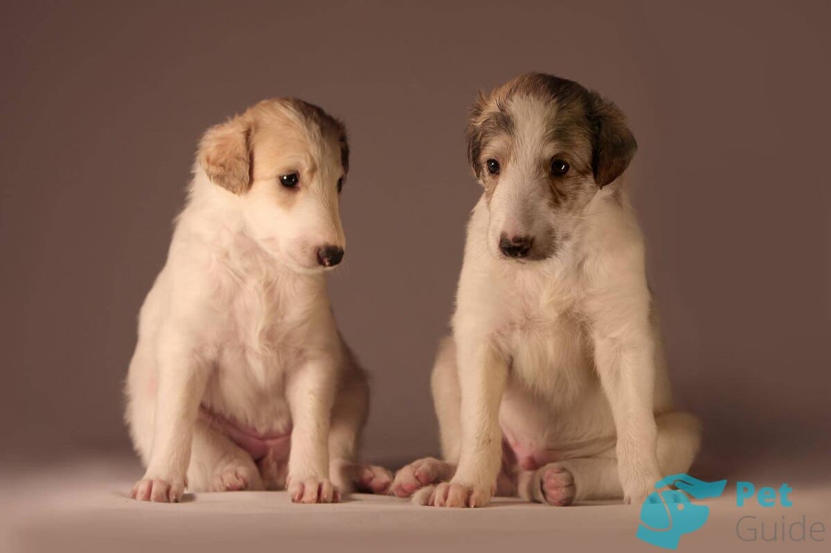 Как выбрать щенка РББ? Как выбрать щенка РББ?