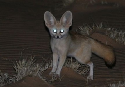 Лисица фенек: особенности, рацион, среда обитания