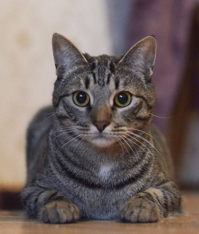 Европейская кошка: описание кельтской короткошерстной и длинношерстной породы