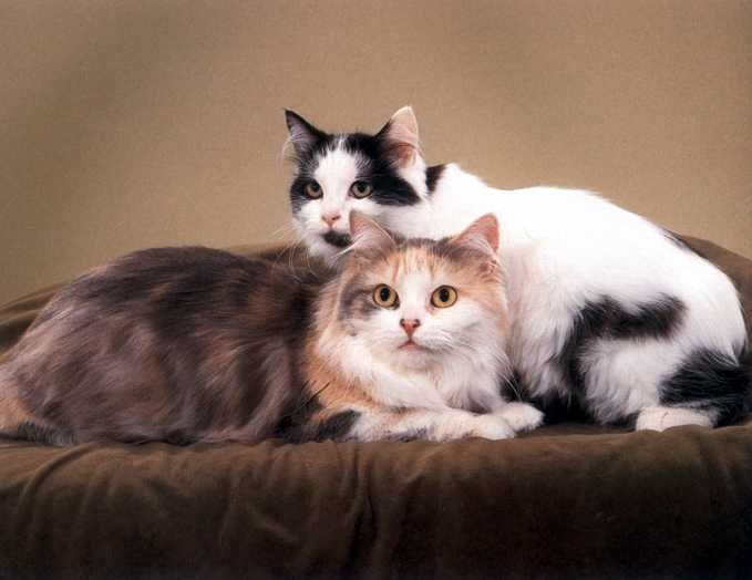 Кимрик: сколько живут, окрас, темперамент, повадки, частота кормления, болезни и дефекты породы