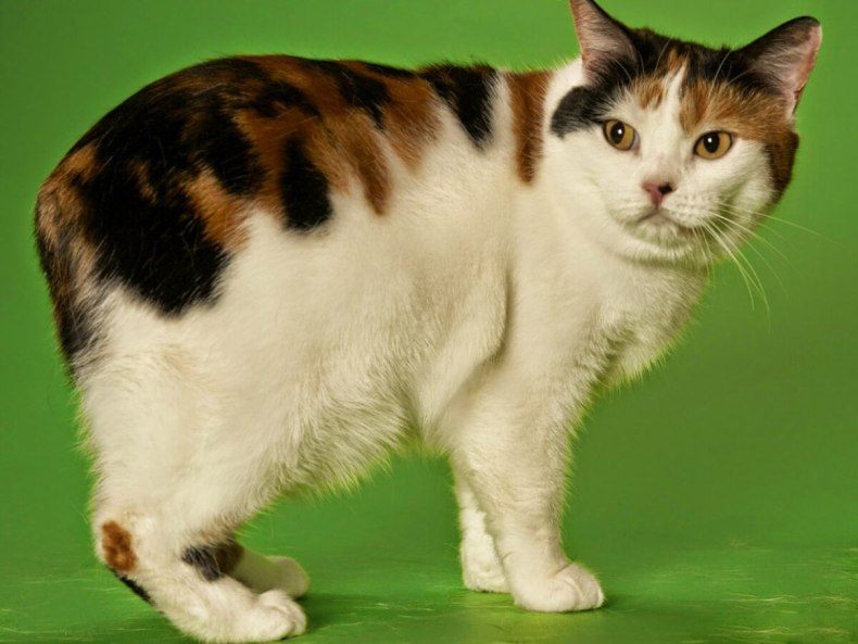 Кимрик: сколько живут, окрас, темперамент, повадки, частота кормления, болезни и дефекты породы