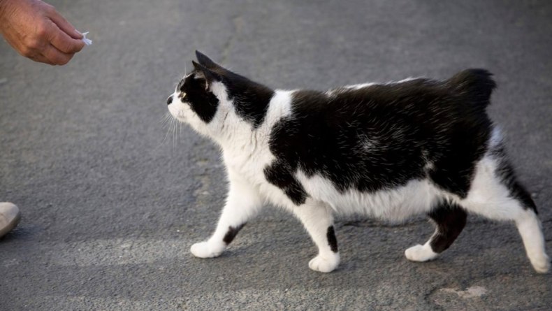 Кимрик: сколько живут, окрас, темперамент, повадки, частота кормления, болезни и дефекты породы