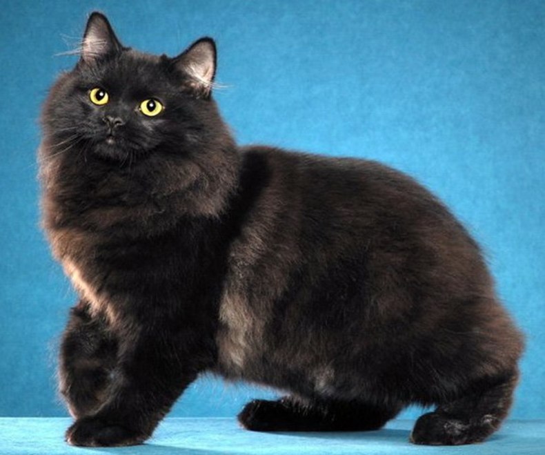 Кимрик: сколько живут, окрас, темперамент, повадки, частота кормления, болезни и дефекты породы