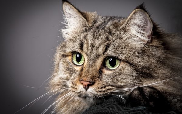 Кимрик: сколько живут, окрас, темперамент, повадки, частота кормления, болезни и дефекты породы