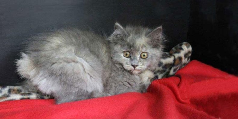 Кимрик: сколько живут, окрас, темперамент, повадки, частота кормления, болезни и дефекты породы