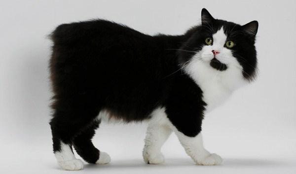 Кимрик: сколько живут, окрас, темперамент, повадки, частота кормления, болезни и дефекты породы