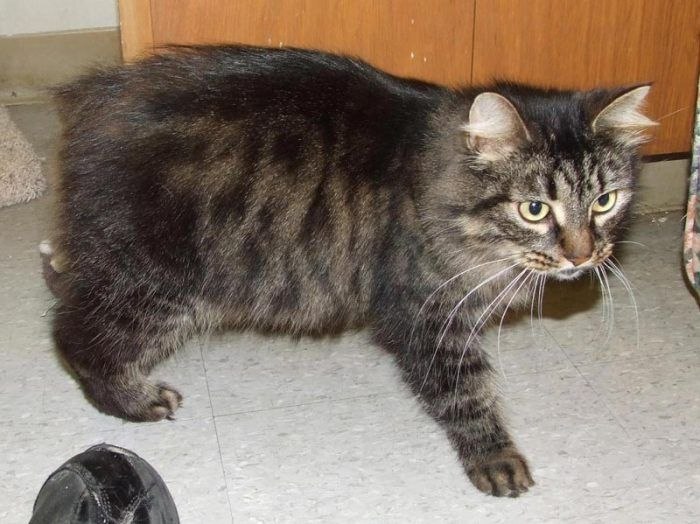 Кимрик: сколько живут, окрас, темперамент, повадки, частота кормления, болезни и дефекты породы