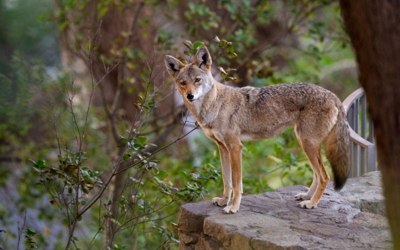 Хищники Хищники