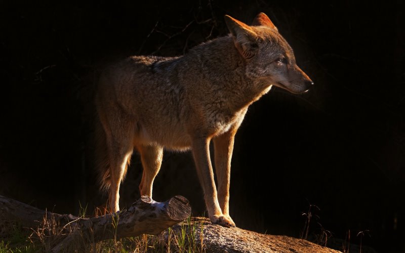 Ночью Ночью