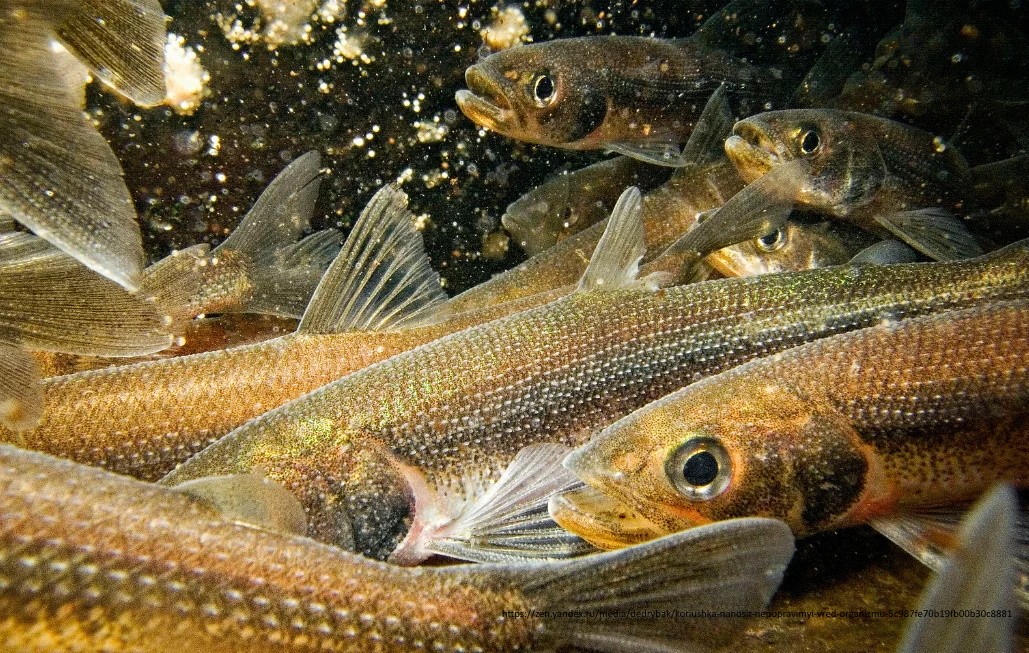 Где водится корюшка в водоёмах России - поиск и ловля