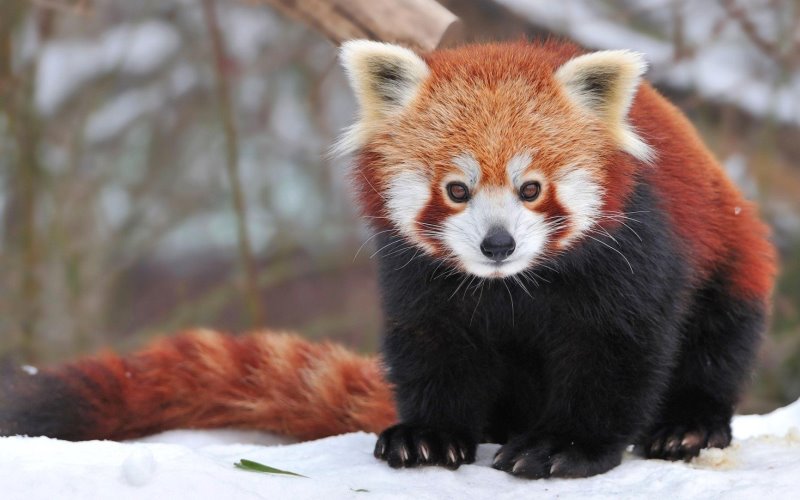 Красная панда зимой Красная панда зимой