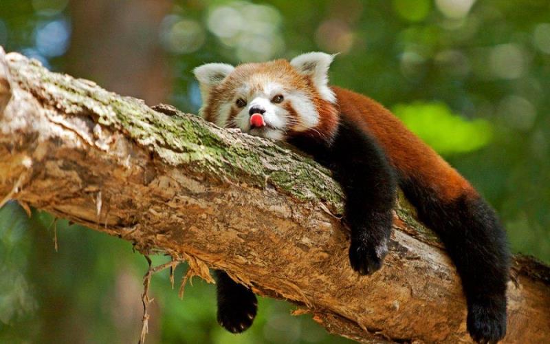 На дереве На дереве