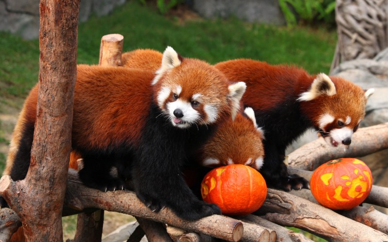 Животные с тыквами Животные с тыквами