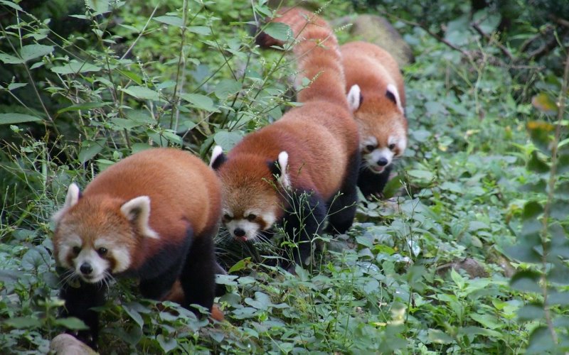 Стая красных панд Стая красных панд