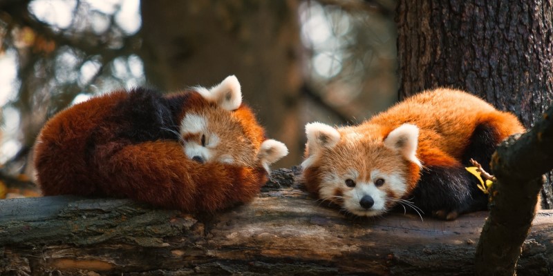 Панды отдыхают Панды отдыхают