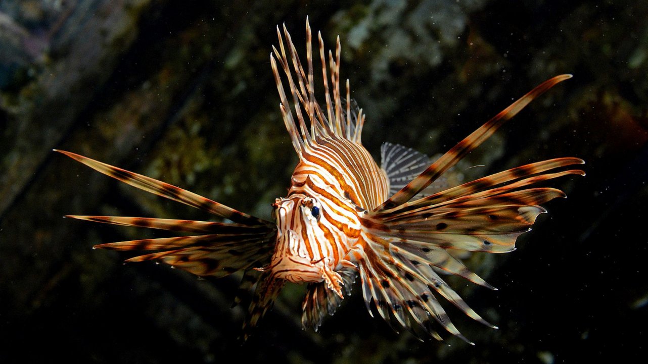 Крылатка-зебра одна из опасных рыб, фото Крылатка-зебра одна из опасных рыб, фото