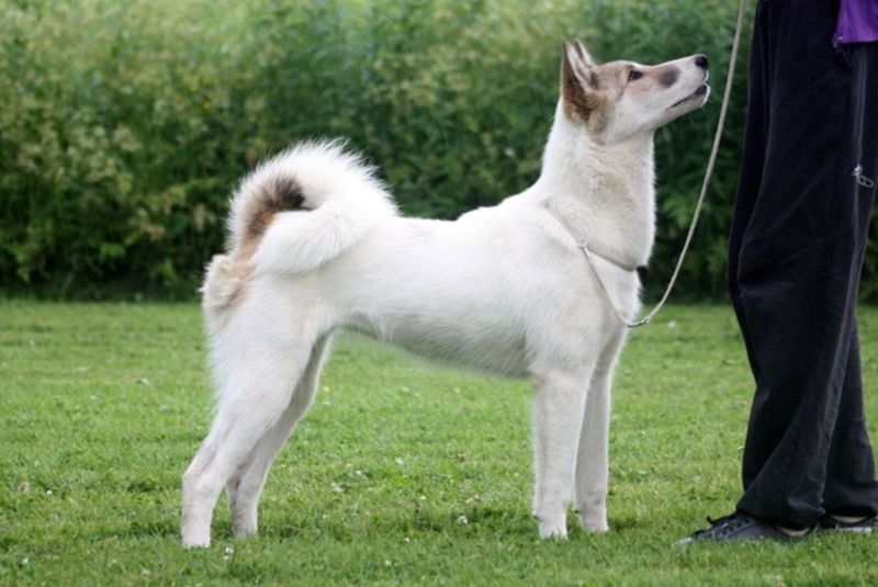 восточно-Сибирская лайка восточно-Сибирская лайка