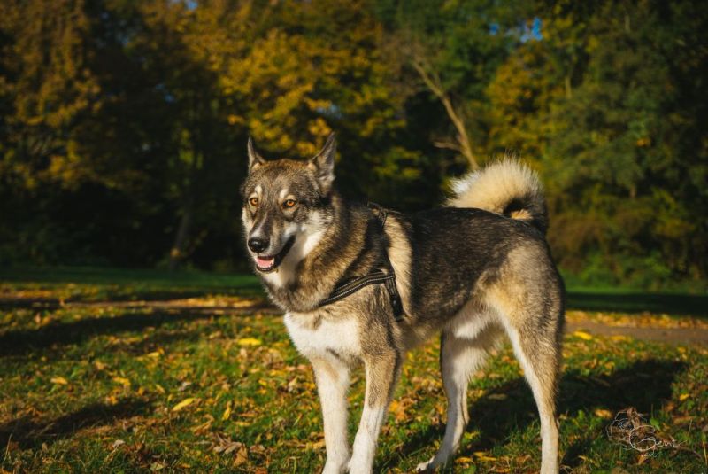 Западносибирская лайка Западносибирская лайка