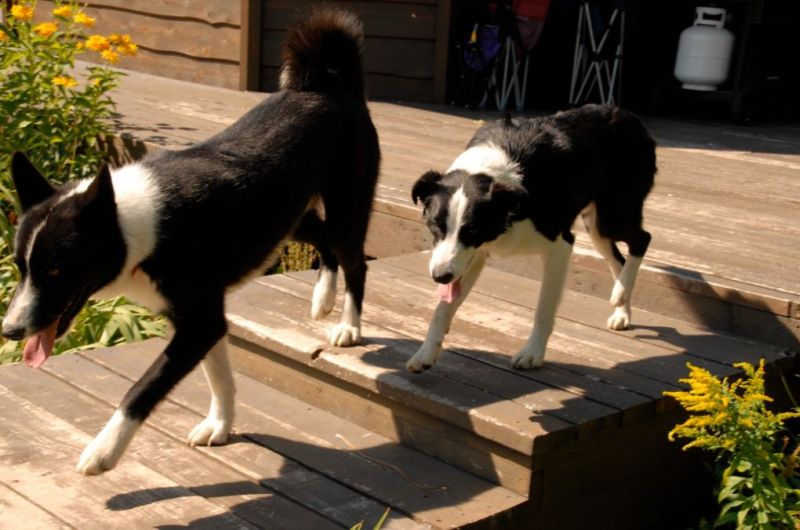 Карельская медвежья собака Карельская медвежья собака