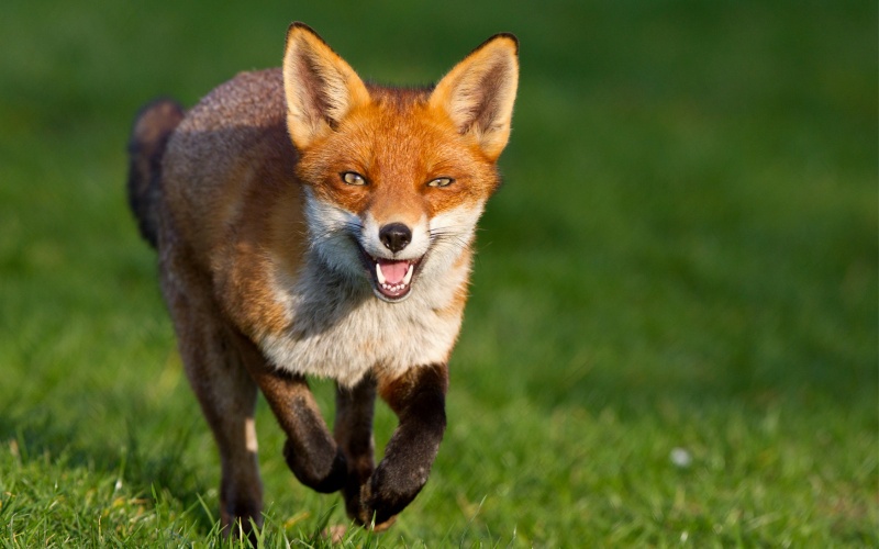 Бег по траве Бег по траве