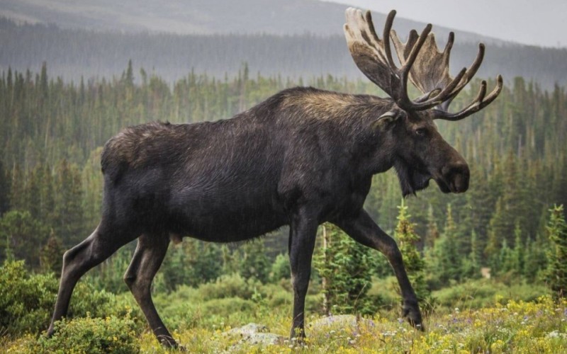 Лось животных Лось животных