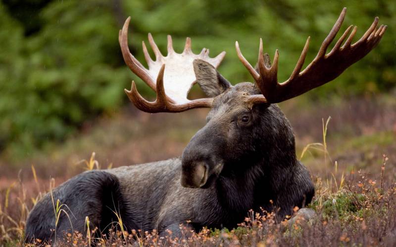 Лось лежит Лось лежит