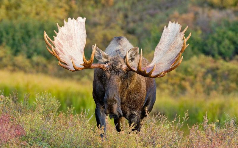 Большие рога Большие рога