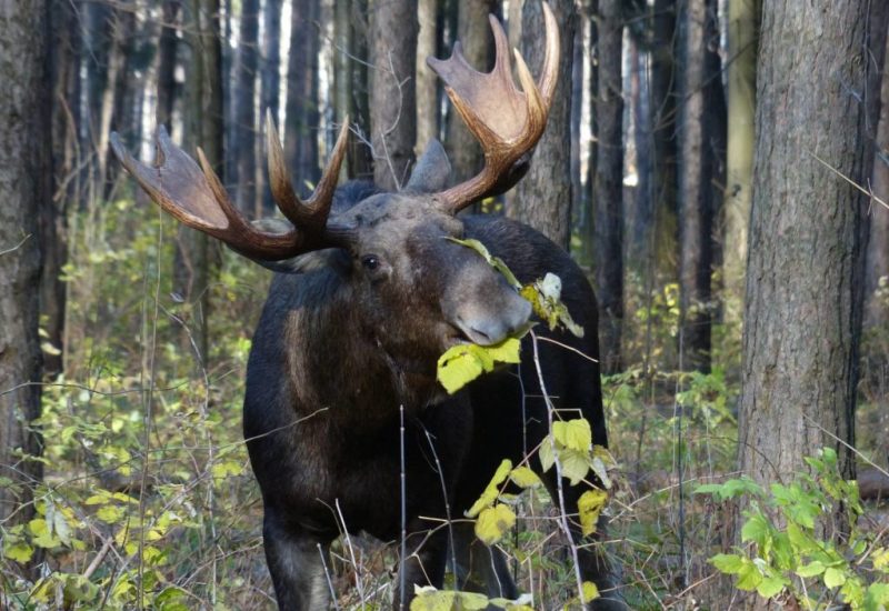 Поедание листьев Поедание листьев