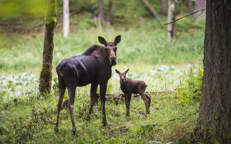 С молодым С молодым