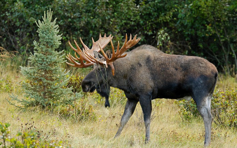 В лесу В лесу