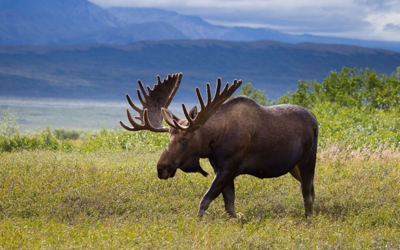 Красивый лось Красивый лось