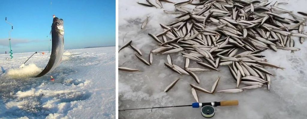 Где водится корюшка в водоёмах России - поиск и ловля