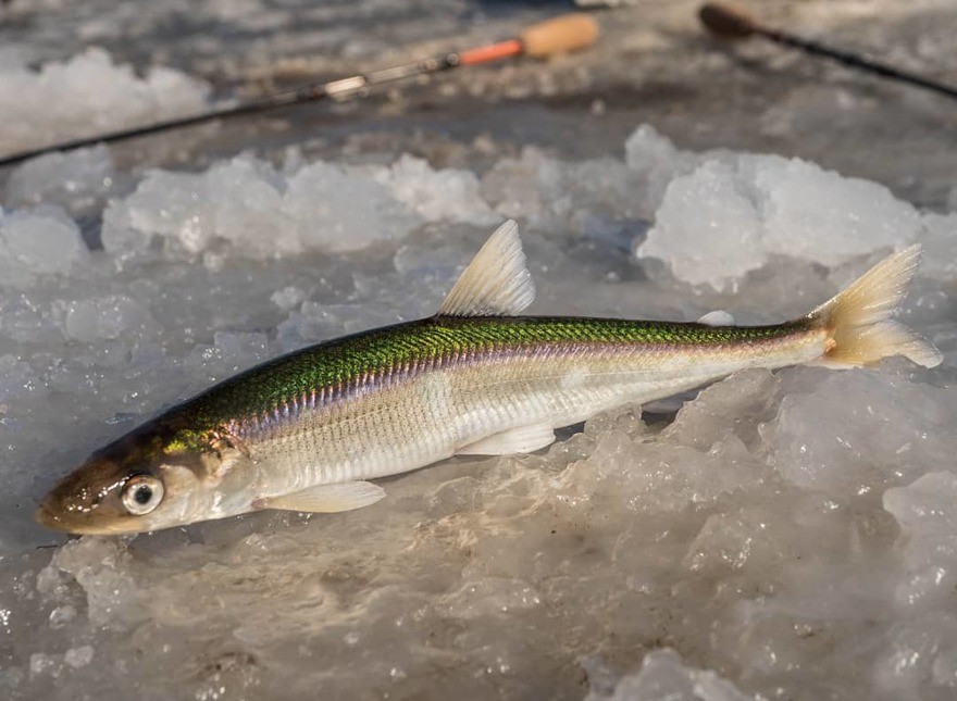 Где водится корюшка в водоёмах России - поиск и ловля