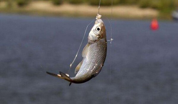 Вобла: образ жизни и среда обитания рыбы