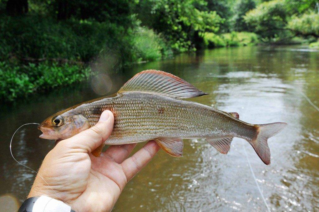 Хариус Сибирский — рыба семейства лососевых, Thymallus arcticus