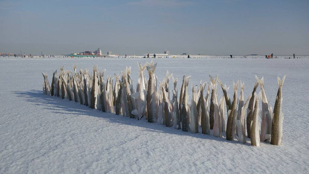 Где водится корюшка в водоёмах России - поиск и ловля