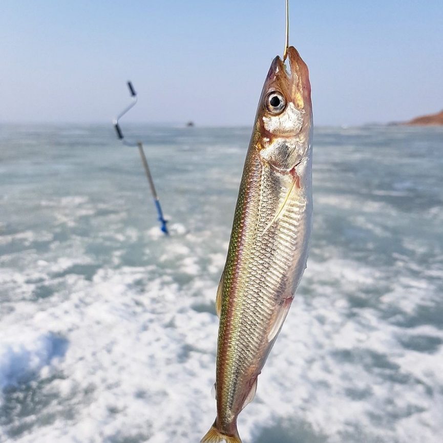 Где водится корюшка в водоёмах России - поиск и ловля