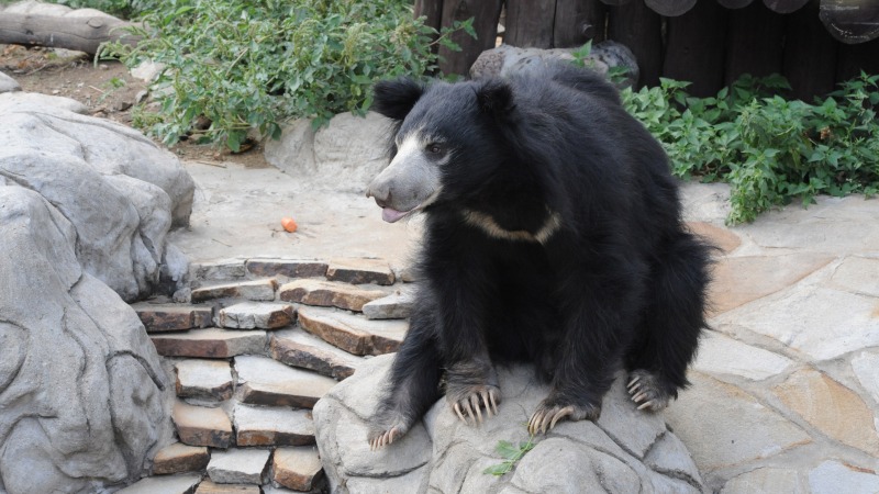 Медведь сидит Медведь сидит