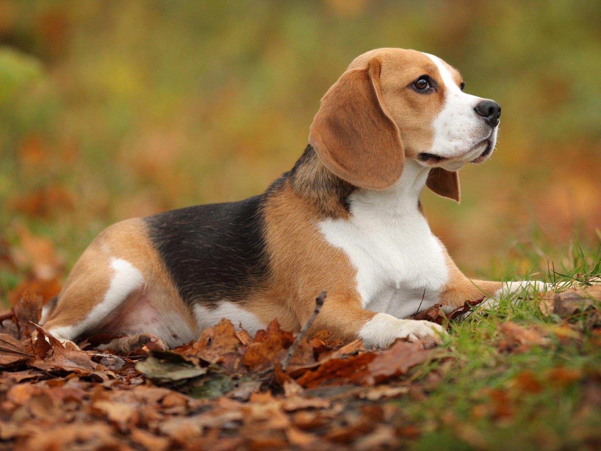 Средние породы собак - названия