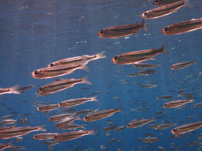 Где водится корюшка в водоёмах России - поиск и ловля