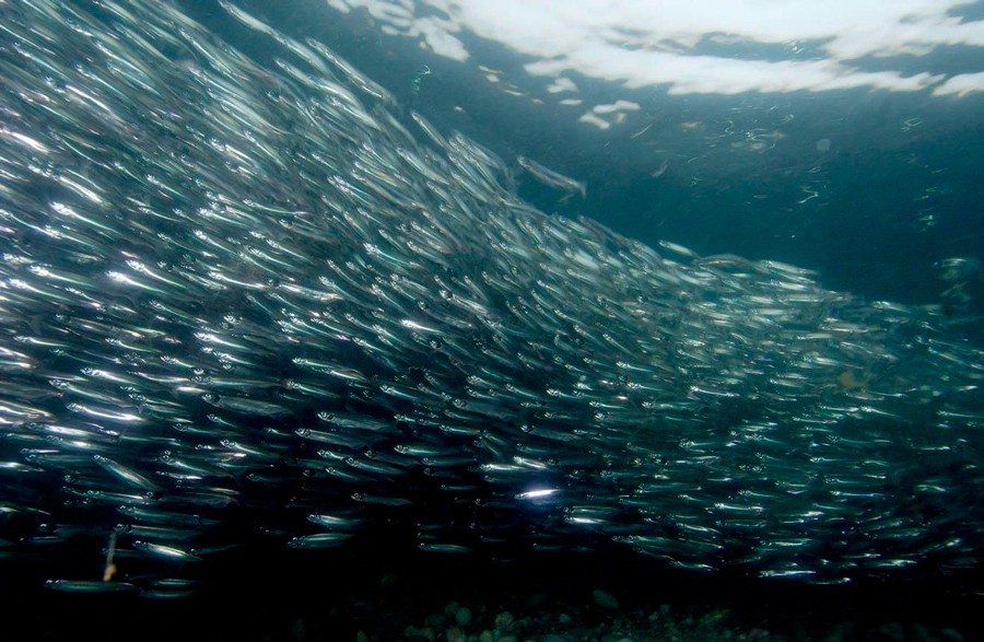 Где водится корюшка в водоёмах России - поиск и ловля