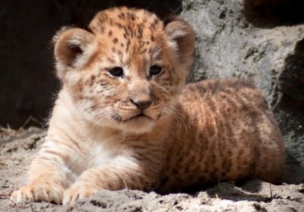 Тигролев: описание, интересные факты, особенности