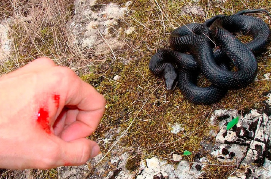 На самом деле укус гадюки редко приводит к смерти, и этому есть объяснения