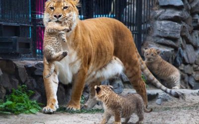 Лигр, тигон и другие гибриды льва, тигра и других пантер