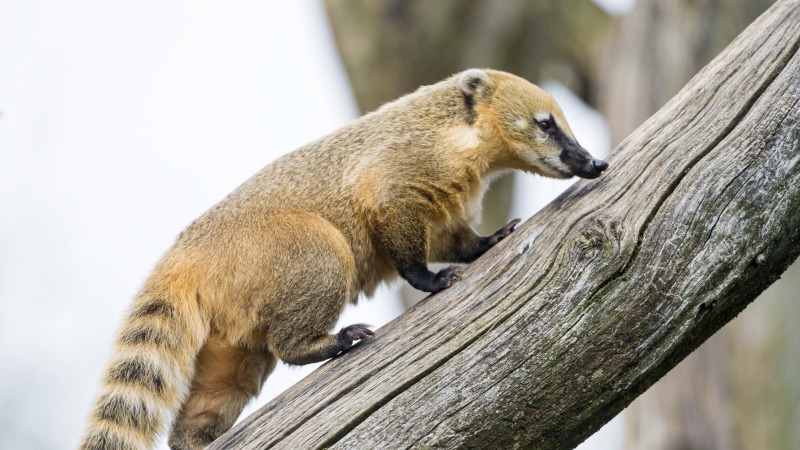 Носуха животное