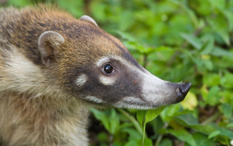 Мордовая часть меха Мордовая часть меха