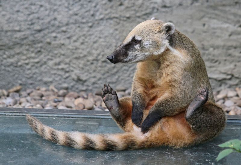 Милый зверь Милый зверь